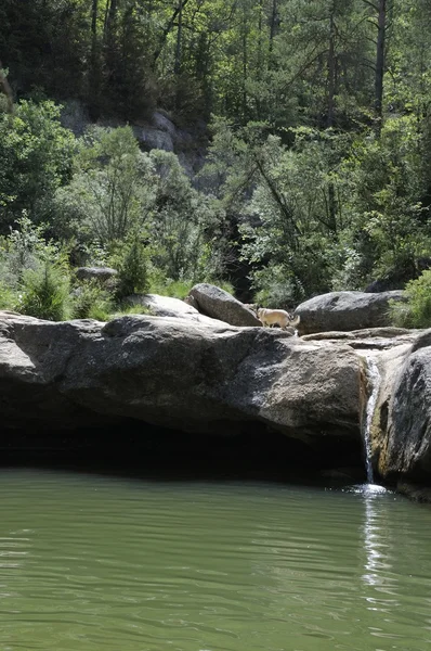 Campdevanol rivier — Stockfoto