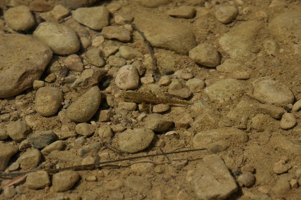 Tadpole swimming — Stock Photo, Image