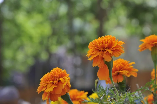 Oranje bloemen — Stockfoto