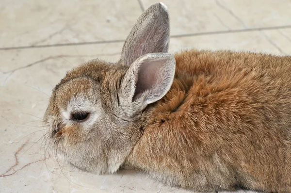 Grappige bunny — Stockfoto