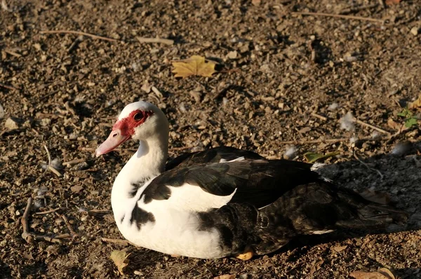 Ankor på sjön — Stockfoto