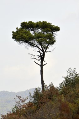 yalnız