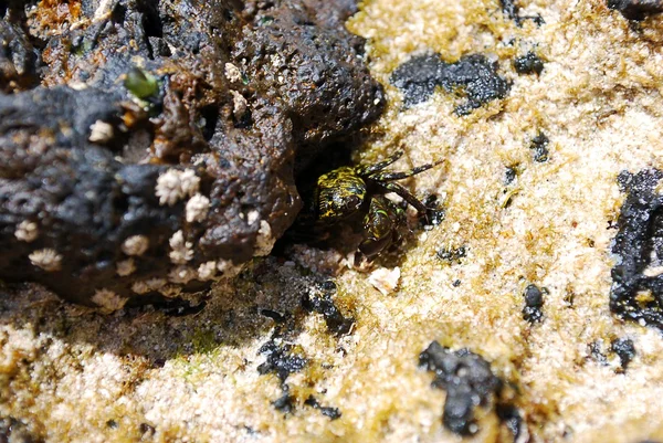 Abaixo do caranguejo pedra — Fotografia de Stock