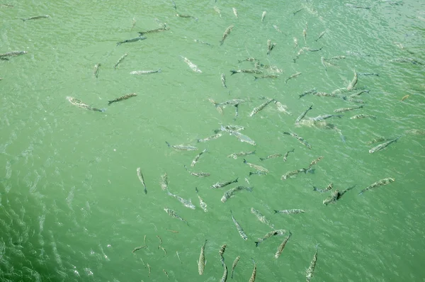 Natación de peces —  Fotos de Stock