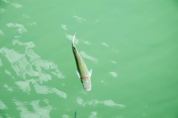 수영 하는 물고기 — 스톡 사진