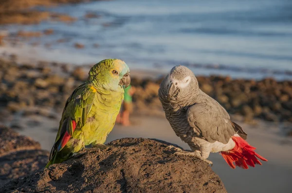 Colorful parrots — Stock Photo, Image