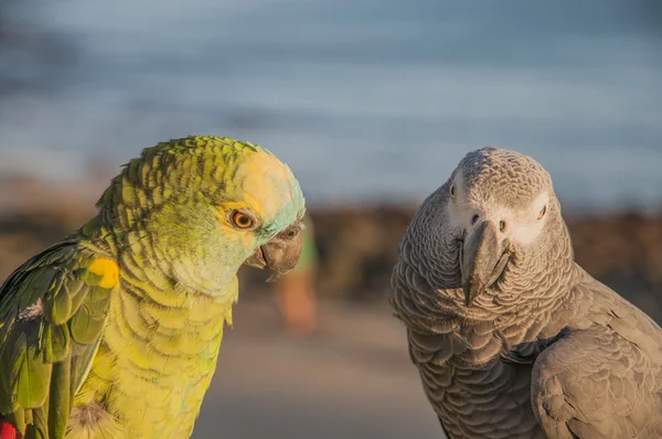Papagaios coloridos — Fotografia de Stock