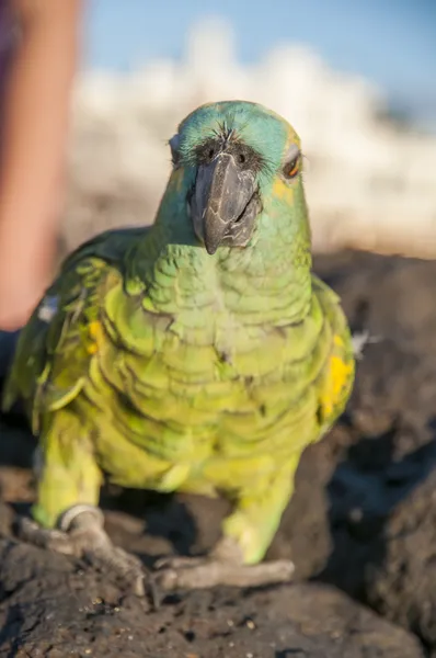 Kleurrijke papegaaien — Stockfoto