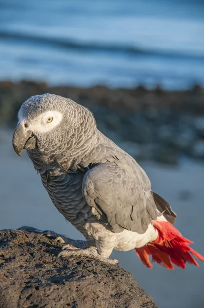 Kleurrijke papegaaien — Stockfoto