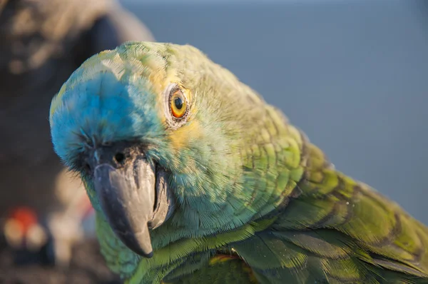 Kleurrijke papegaaien — Stockfoto