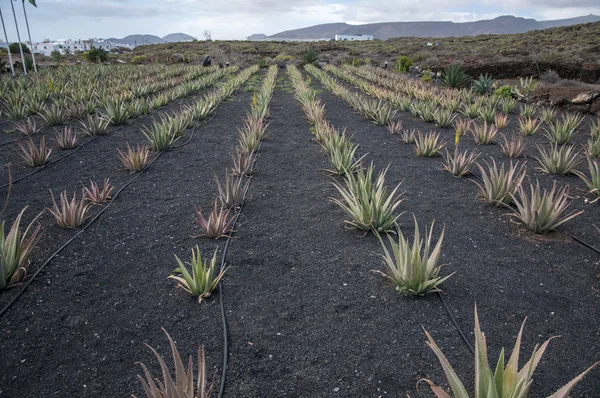 Výsadba aloe vera — Stock fotografie