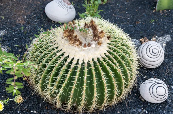 Decoração do jardim — Fotografia de Stock