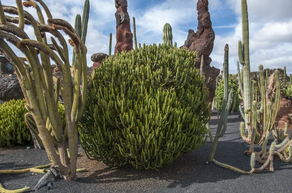 Kaktusová zahrada lanzarote — Stock fotografie