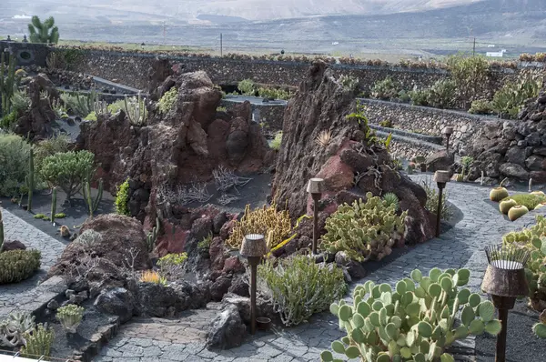 Cactus trädgård lanzarote — Stockfoto