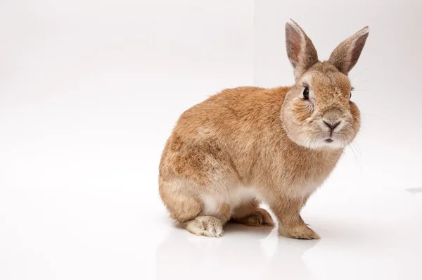 Conejo — Foto de Stock