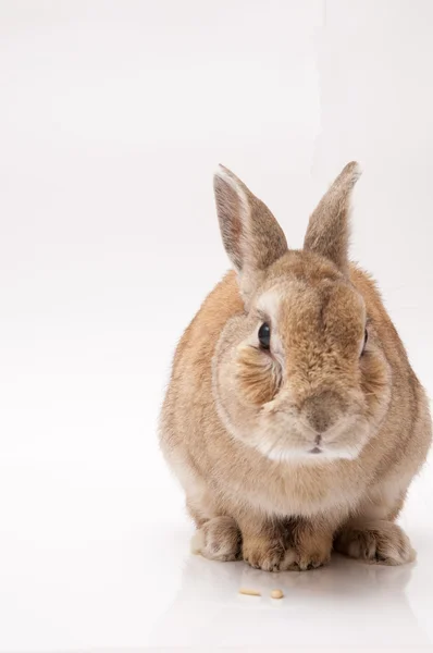 Conejo — Foto de Stock