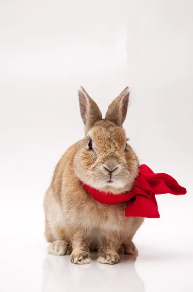 Kaninchen — Stockfoto