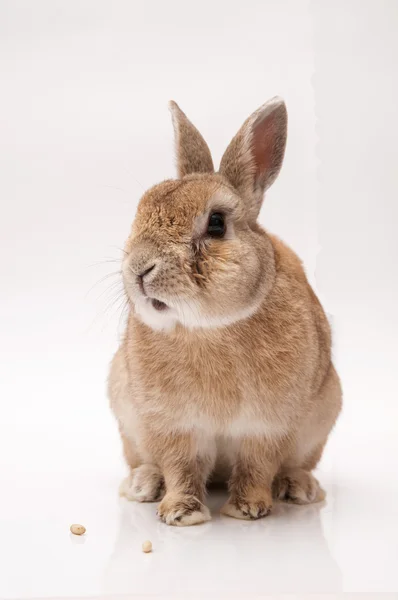 Kaninchen — Stockfoto