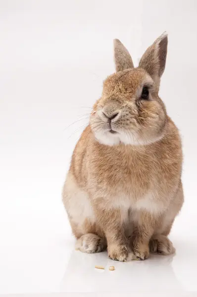 Conejo — Foto de Stock