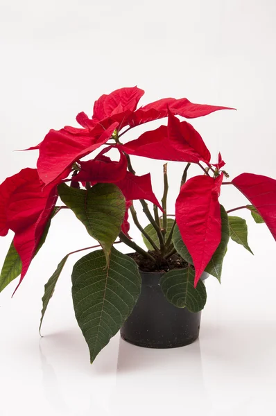 Kerstmis plant — Stockfoto