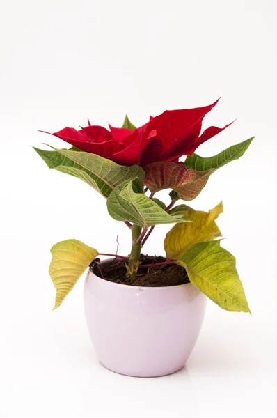 Kerstmis plant — Stockfoto