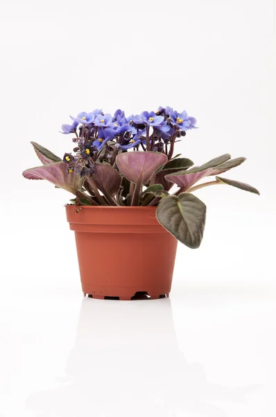 Lila växt med blad — Stockfoto