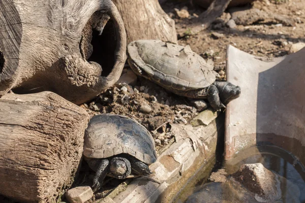 Schildpadden zonnebaden — Stockfoto