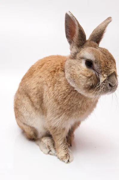 Conejo gracioso — Foto de Stock