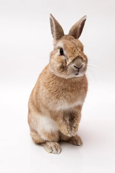 面白いウサギ — ストック写真