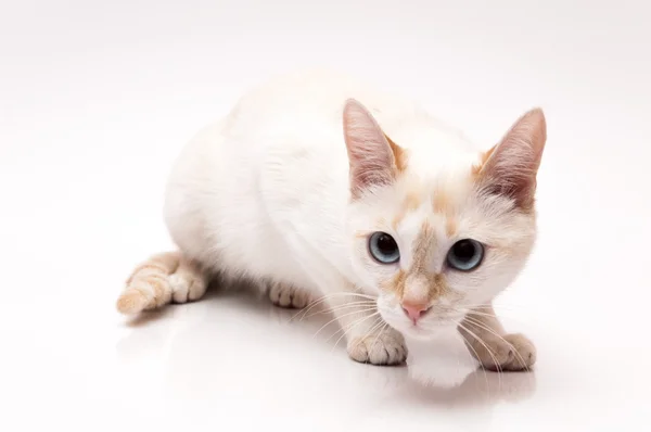 Gato blanco —  Fotos de Stock