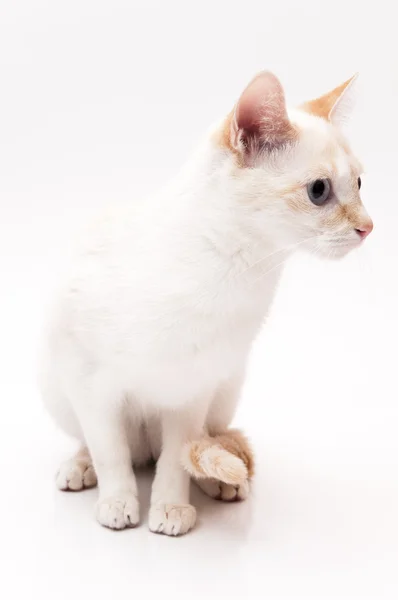 Gato blanco — Foto de Stock