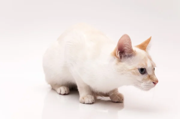 Gato blanco — Foto de Stock