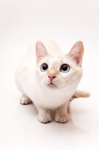 Gato blanco — Foto de Stock