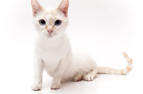 Bílá kočka — Stock fotografie