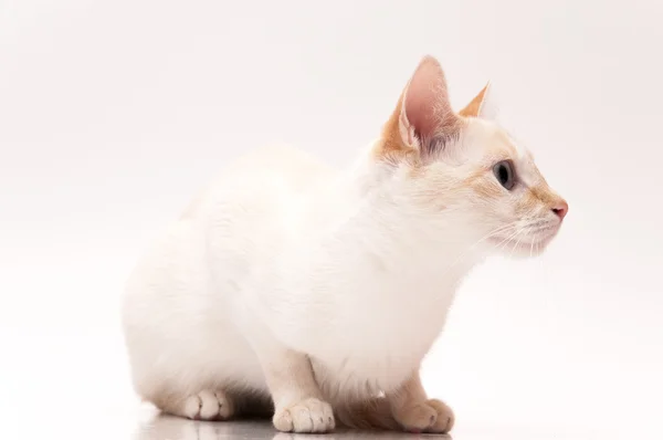 Gato blanco — Foto de Stock