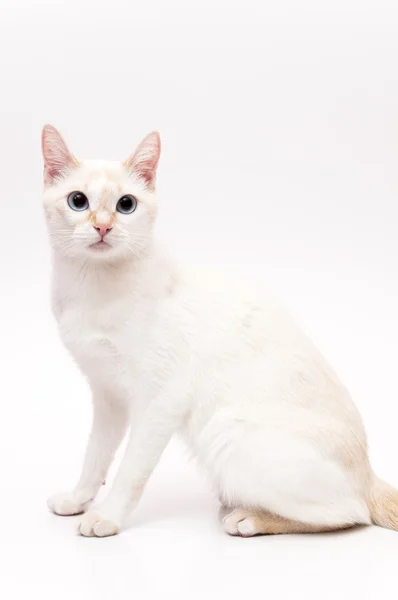 White Cat — Stock Photo, Image