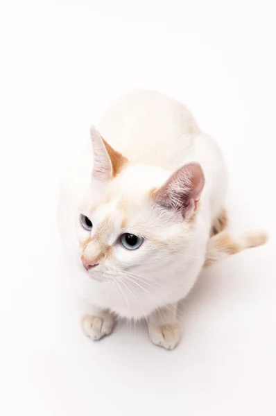 Witte kat — Stockfoto