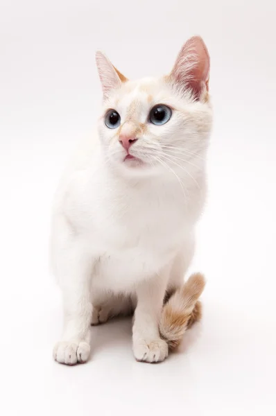 Gatto bianco — Foto Stock
