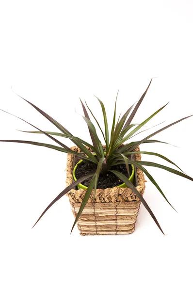 Ingegoten plant — Stockfoto