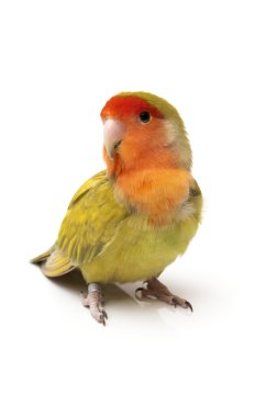 agapornis poz