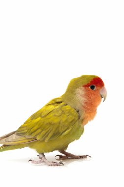 agapornis poz