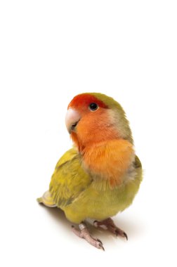 agapornis poz