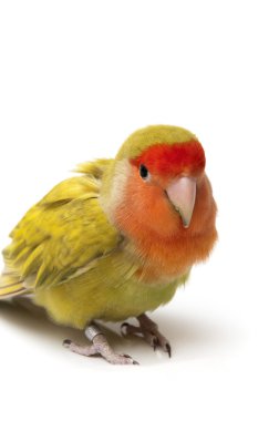 agapornis poz