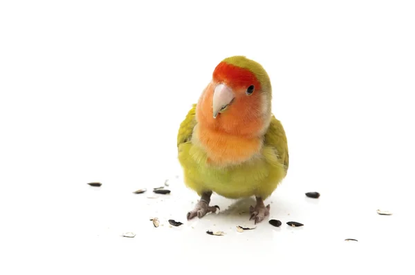 Agapornis eating pipes — Stock Photo, Image