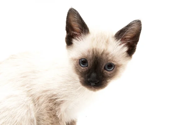 Bebidas para gatos — Foto de Stock