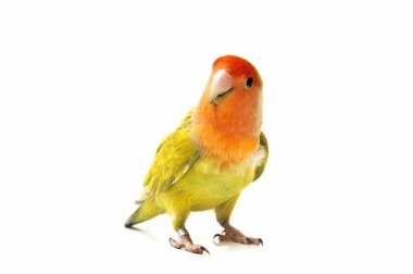 colored lovebirds clipart