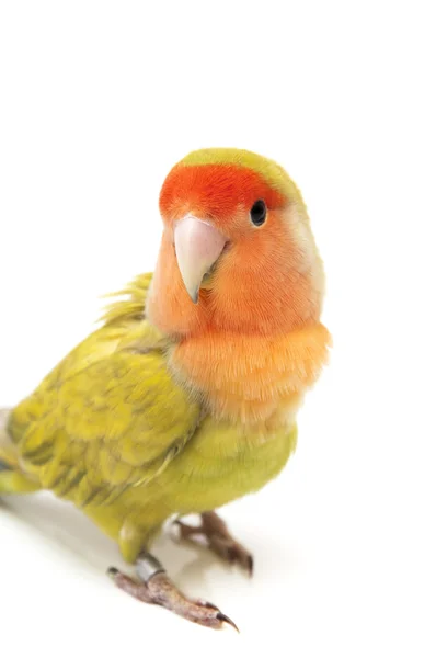 Lovebird colors — Stock Photo, Image