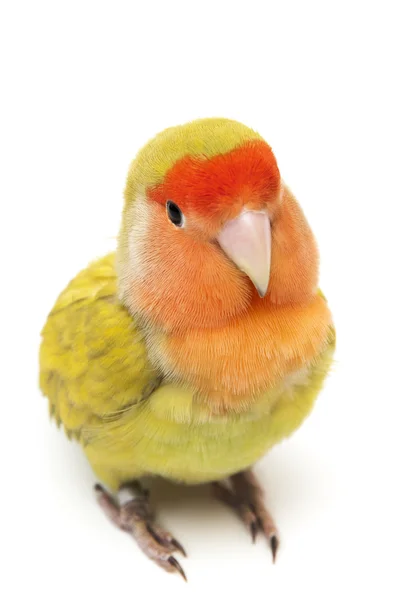 Cennet papağanı Renk — Stok fotoğraf
