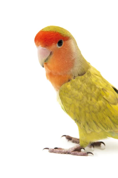 Lovebird colors — Stock Photo, Image