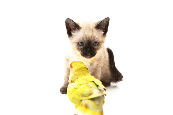 Gato acechando el pájaro —  Fotos de Stock